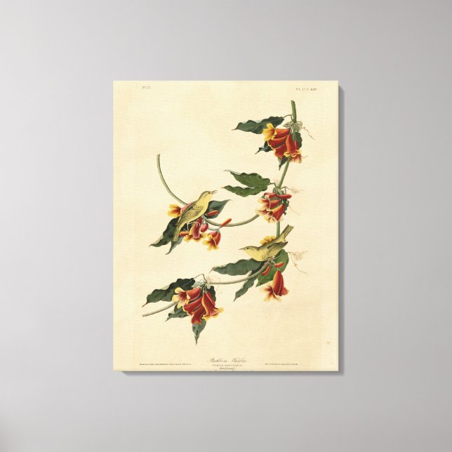 Lienzo Rathbone (amarillo) Warbler Audubon Aves de Améric (Anverso)