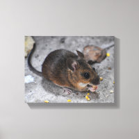 Ratón de campo 