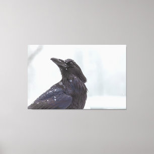 Lienzo Raven en la nieve