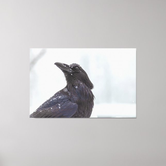 Lienzo Raven en la nieve (Anverso)
