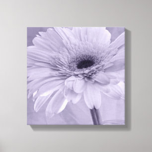 Lienzo Rayo morado Gerber Daisy