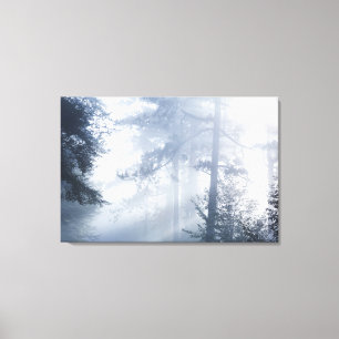 Lienzo Rayos solares brillando a través del bosque nublad