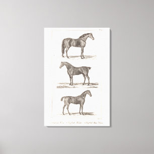 Lienzo Raza árabe del cazador de las viejas razas del