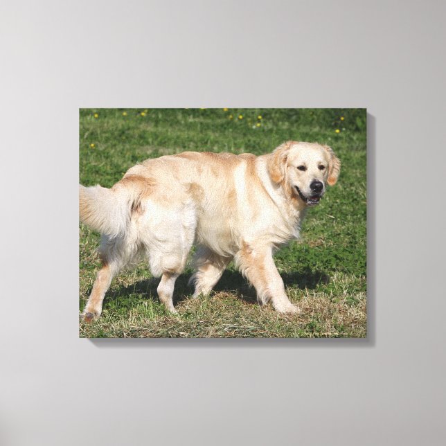 Lienzo Recorrido de Golden Retriever (Anverso)