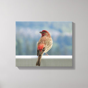 Lienzo Red Finch Check out the View.