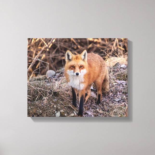 Lienzo Red Fox cerca y personal (Anverso)