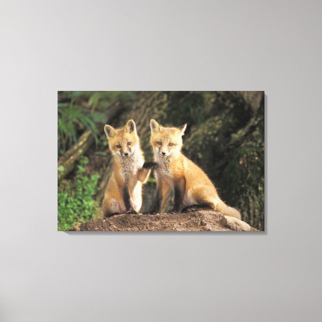 Lienzo Red Fox de cachorro frente a den Vulpes vulpes) (Anverso)