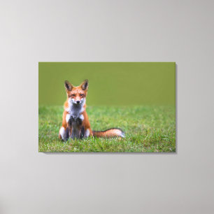 Lienzo Red Fox Sitting