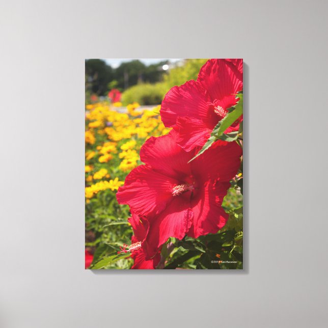 Lienzo Red Hibiscus (Anverso)