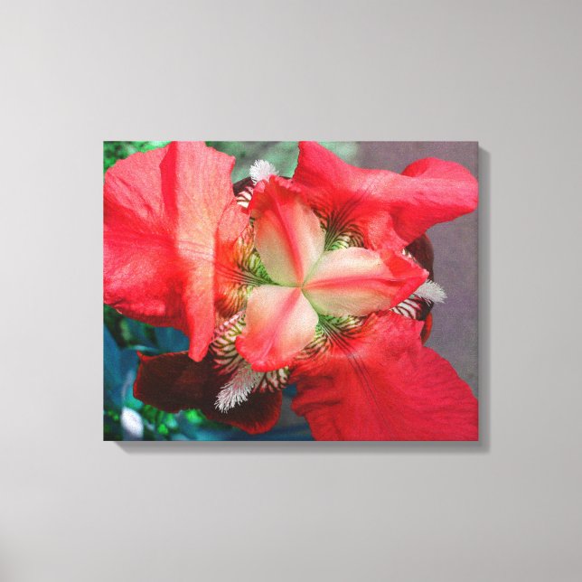 Lienzo Red Iris Canvas (Anverso)