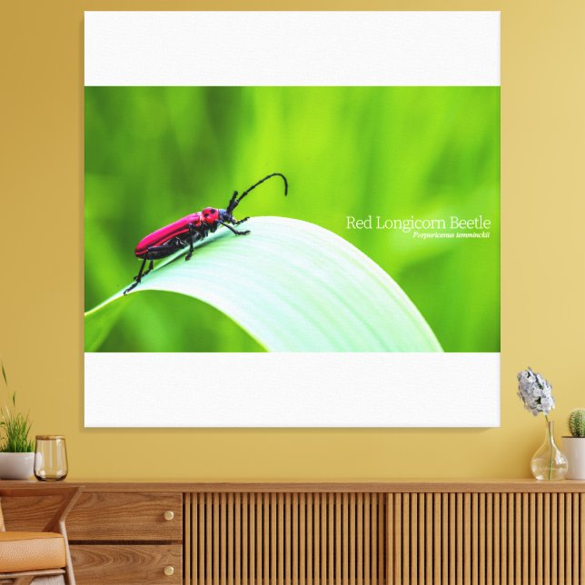 Lienzo Red Longicorn Beetle and green background (Insitu (Sala de estar))