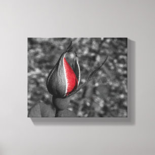 Lienzo Red Rose Bud Canvas