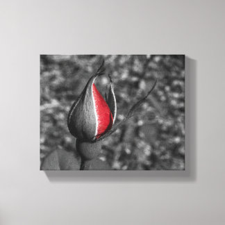 Lienzo Red Rose Bud Canvas