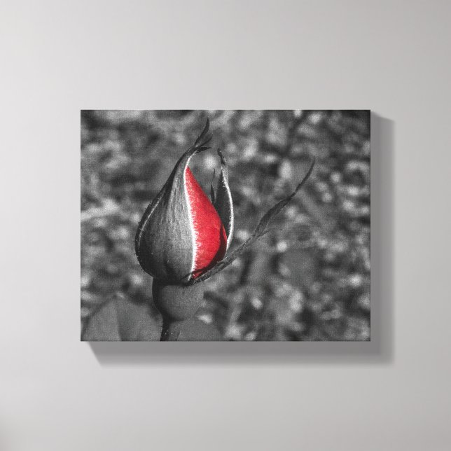 Lienzo Red Rose Bud Canvas (Anverso)