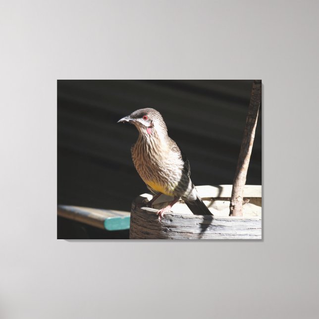 Lienzo Red Wattlebird (Anverso)