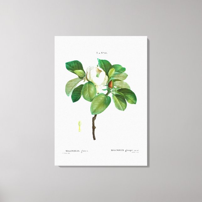 LIENZO REDOUTÉ VINTAGE BOTÁNICO "MAGNOLIA" (Anverso)