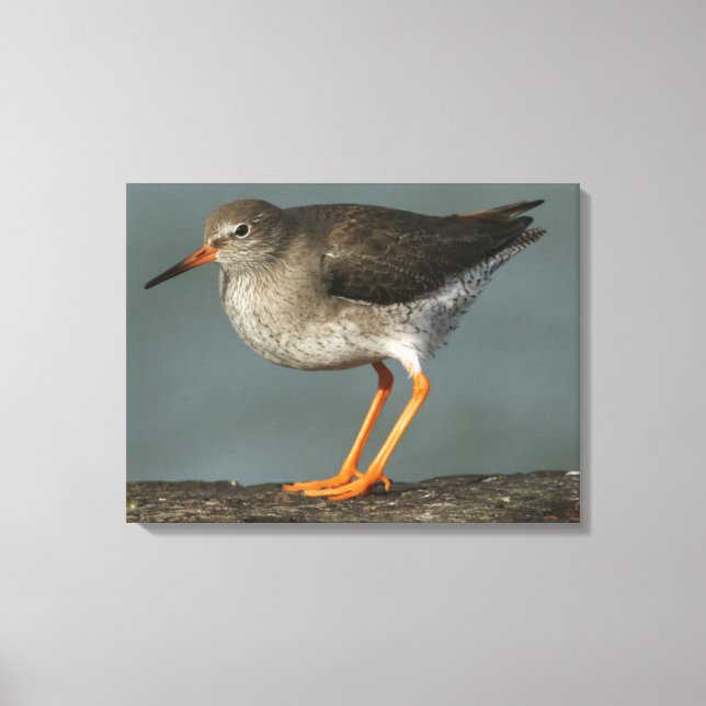 Lienzo Redshank | Tringa Totanus (Anverso)