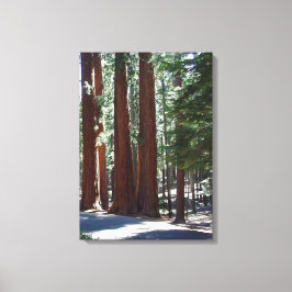Lienzo Redwood Forest Sequoia Tree Wall Art