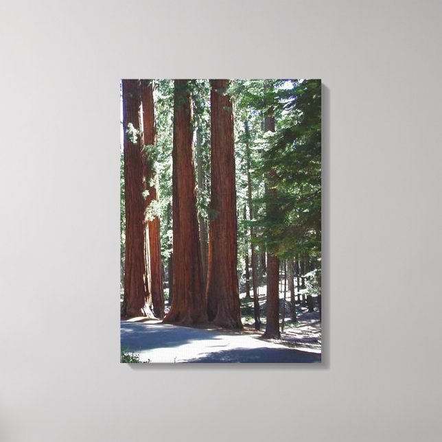 Lienzo Redwood Forest Sequoia Tree Wall Art (Anverso)