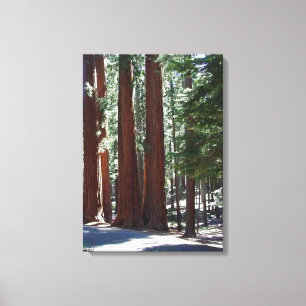 Lienzo Redwood Forest Sequoia Tree Wall Art