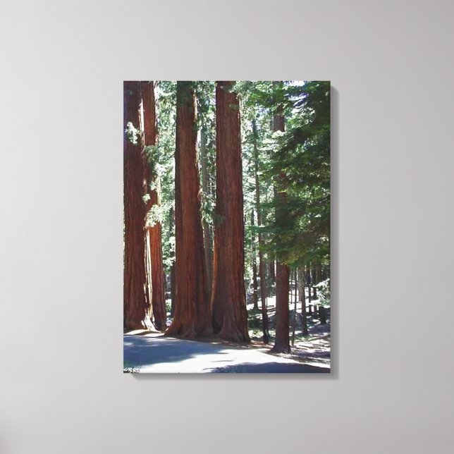 Lienzo Redwood Forest Sequoia Tree Wall Art (Anverso)