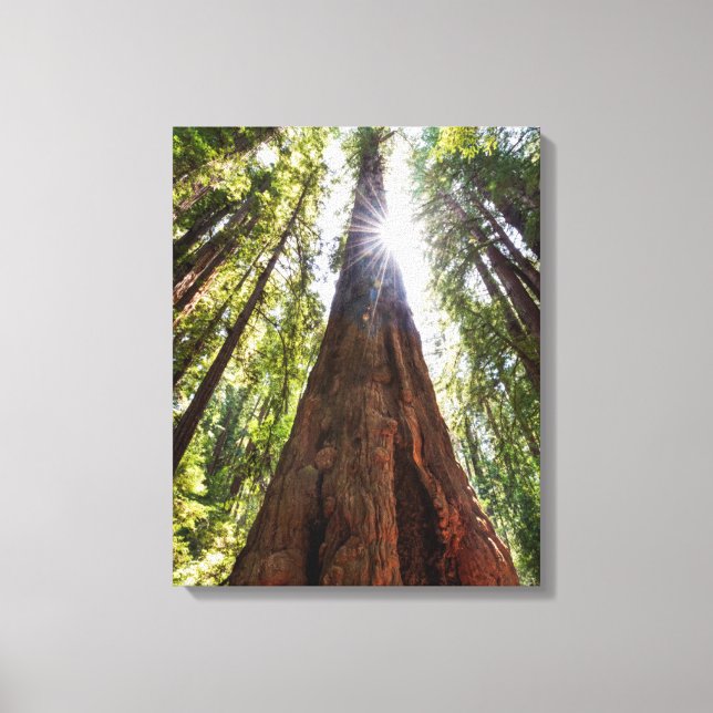 Lienzo Redwoods imponentes (Anverso)