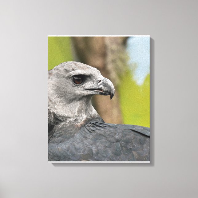 Lienzo Regal Harpy Eagle (Anverso)