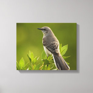 Lienzo Regalos de los amantes de las aves de Mockingbird