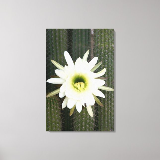 Lienzo Reina De La Flor De Cactus Nocturno, Región De Kar (Anverso)