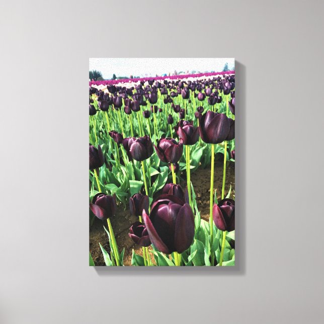 Lienzo Reina de los tulipanes de la noche, Oregón (Anverso)