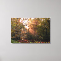 Reino Unido. Bosque de Dean. Rayo de sol penetrand