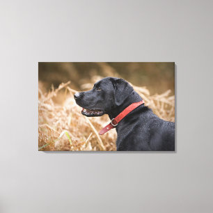 Lienzo Reino Unido, Inglaterra, Suffolk, Thetford Forest,