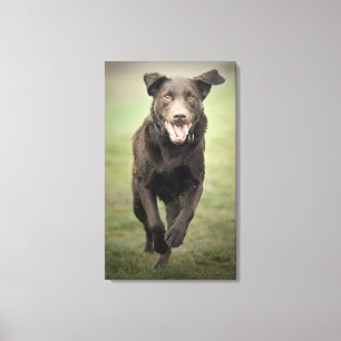 Lienzo Reino Unido, Inglaterra, Suffolk, Thetford Forest,