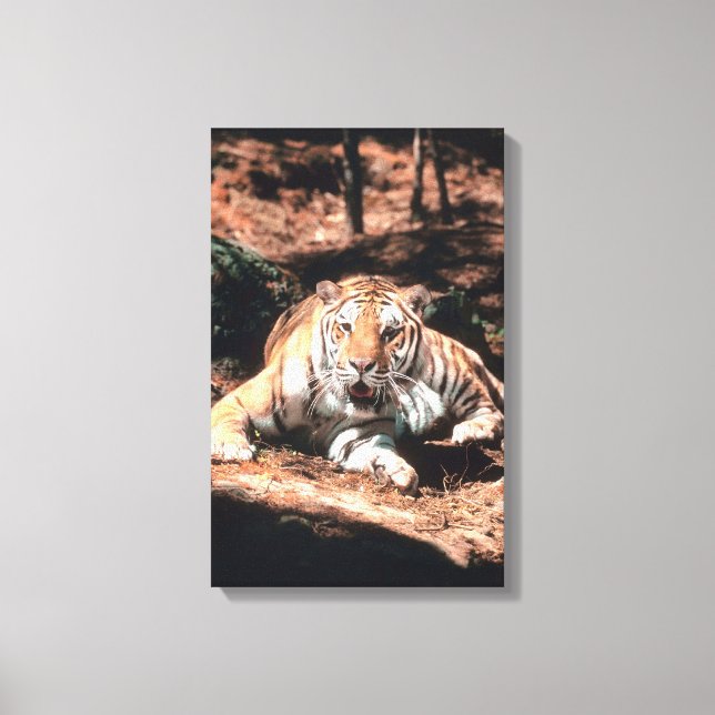 Lienzo Reposo de tigres (Anverso)