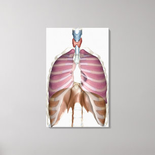 Lienzo representación 3d del sistema respiratorio