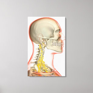 Lienzo Representación de los nervios del cuello
