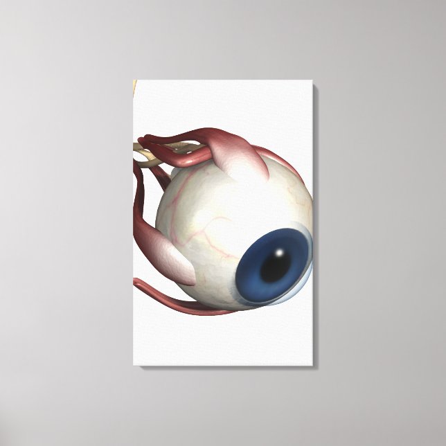 Lienzo Representación realista de los músculos del ojo (Anverso)