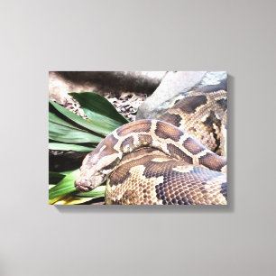 Lienzo reptil boa constrictor