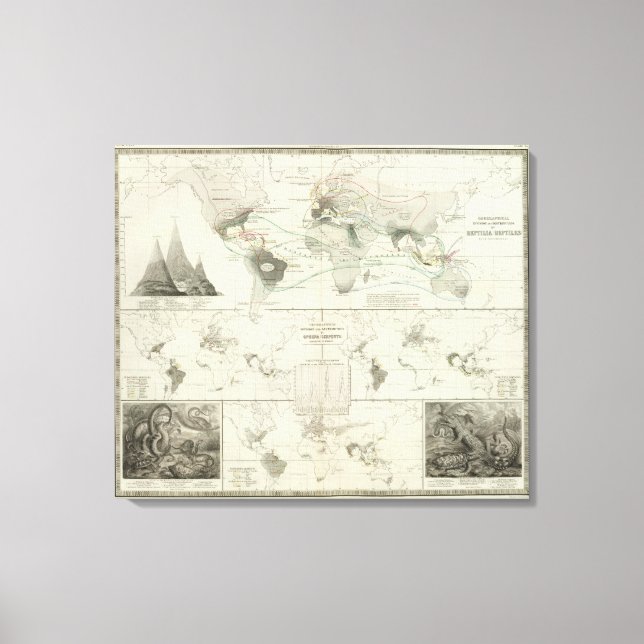 Lienzo Reptilia, Ophidia (Anverso)