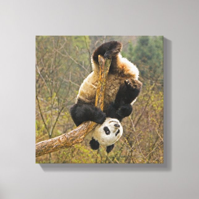 Lienzo Reserva de Wolong Panda, China, 2 años y medio de  (Anverso)