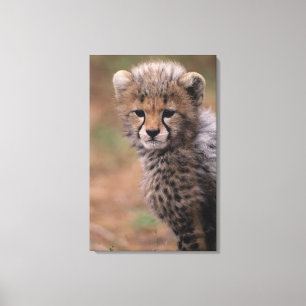 Lienzo Reserva nacional de Mara del Masai