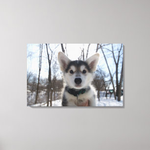 Lienzo Retrato al aire libre de cachorro de perro cascaró