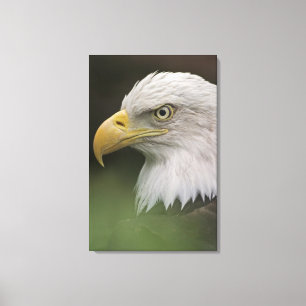 Lienzo Retrato de águila calva adulta, Haliaeetus