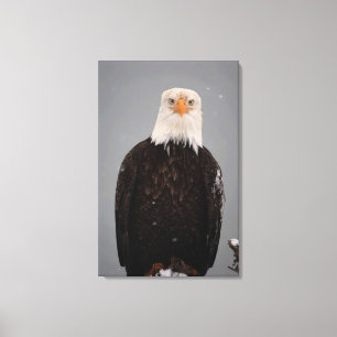 Lienzo Retrato de águila calva en la nieve, Haliaeetus