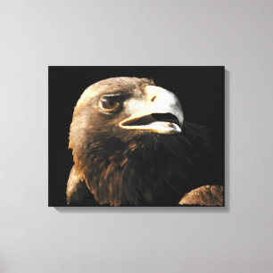 Lienzo Retrato de águila dorada