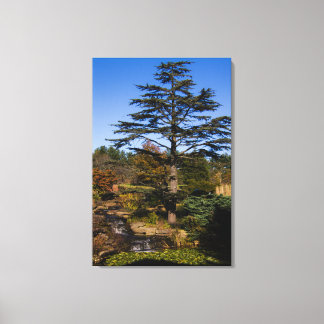Lienzo Retrato de árbol zen