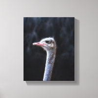 retrato de avestruz
