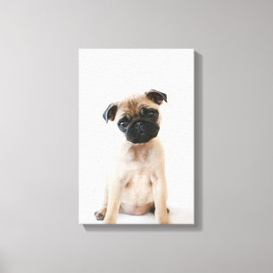 Lienzo Retrato de Baby Pug