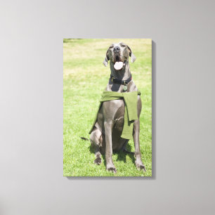 Lienzo Retrato de Blue Great Dane