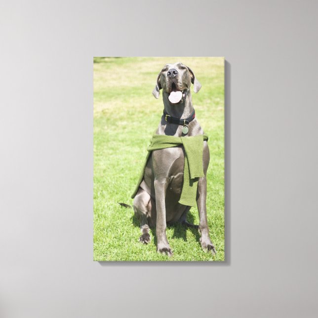 Lienzo Retrato de Blue Great Dane (Anverso)